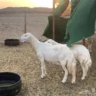 ضان للبيع