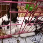 أرنب أليف للبيع