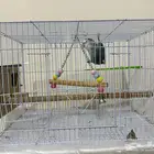 ببغاء روز