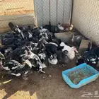 بط مصري