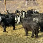 معزاء عوراض مراح