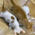 قطط صغيره للتبني
