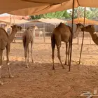 قعدان صومالي جمله