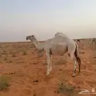 للبيع ناقه لقحه