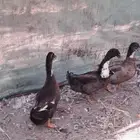 للبيع بط شريري