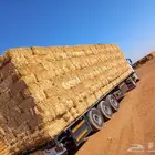 تبن قمح شد شركة