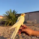 كروان لاتينو أليف