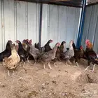 دجاج بياض