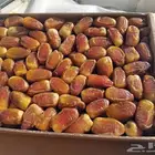 للبيع صقعي جامبو كميات 750 كرتون السعر لقطه