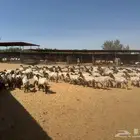 غنم نعيمي صنف