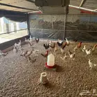 دجاج بياض
