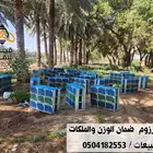 نحل مصري مرزوم