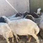 غنم نعيم طيبه