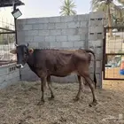بقرة سويسرية براون