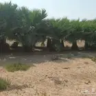 نخيل واشنطن وأشجار