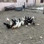 دجاج بلدي للبيع