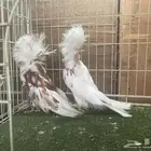 مجموعه بلا جيك جمله
