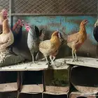 دجاج بلدي صحه ونظافه ماشاءالله