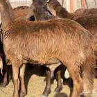 طليان سواكن حمريات طيبه