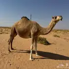 لقحه شقحا ملاقي