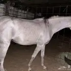 فرس شعبيه