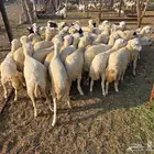 رخال رفيدي بلدي