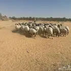 غنم تعيمي