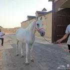 حصان بوني مدرسه