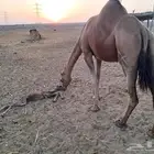 ناقه ساحليه مموت ولدها