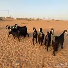 ماعز