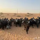 للبيع معزاء
