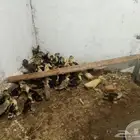 صيصان بط مسكوفي و صيصان بط بلدي فيومي