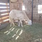 نعجة حرية مضرع