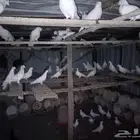 حمام بلدي