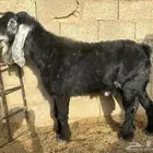 تيس عارضي خصم
