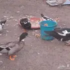 للبيع بط مصري