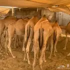 للبيع قعدان صوماليه جمله وتفريد