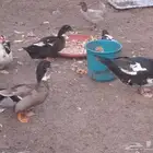 بط مصري منتجين للبيع