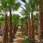 للبيع نجيله خضراء وجميع أنواع النباتات طبيعيه