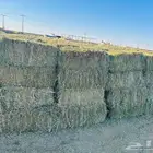 اعلاف برسيم مخلوط