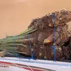 برحي هلالي ونان خلاص