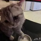 قطه للبيع العمر 4 شهور