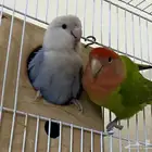 اعرض لكم زوج روز منتج شرط