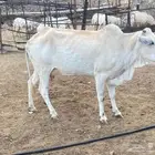 بقره وابنها حسيل