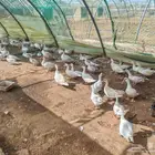 بط بح ما يقارب 100 جوز