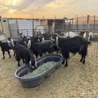 معزا عوارض دفيع