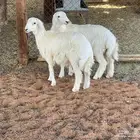 للبيع 4 تيوس و 2 عناق و 2 طليان حري
