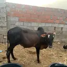 حسيل بلدي للبيع