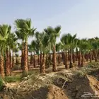 للبيع نجيله خضراء طبيعيه وجميع أنواع شتلات