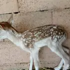 غزال فلودير انتاج محميه